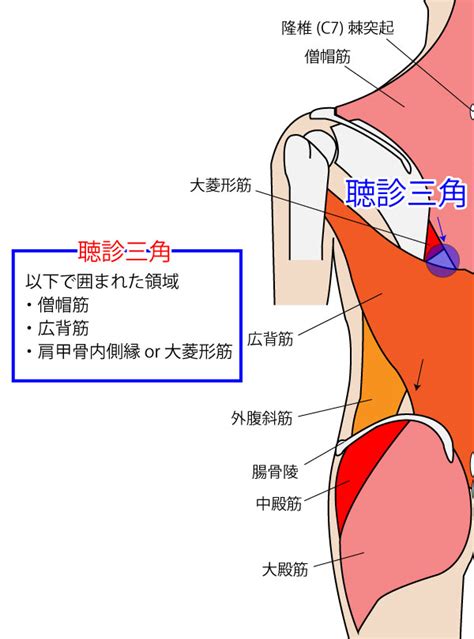 腰三角 構成|聴診三角